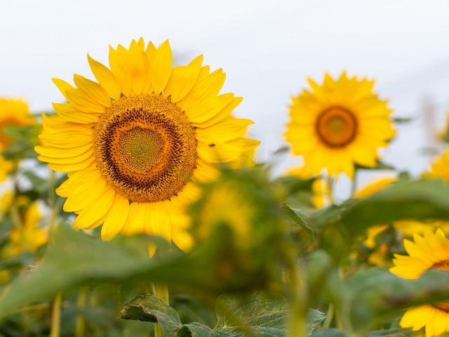 ひまわり　太陽　花畑