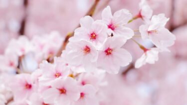 桜　花