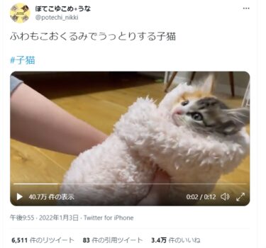 【可愛すぎ！】暖かさで思わずウトウト…「おくるみ」してもらった猫ちゃんの動画に3.4万いいね
